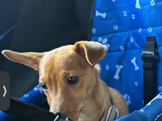 Jack Russell dogs Lovely Male Jack Russell Puppy - Advert 6