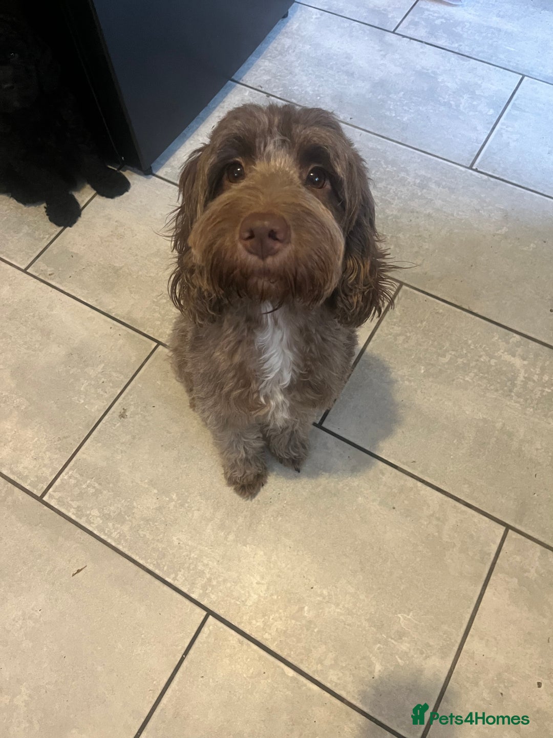 Cockapoo dogs for sale: Beautiful cockapoo puppies  - Image 4