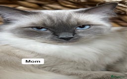 Ragdoll cats for sale: “ Ragdoll kittens “ A perfect  **  present  - Image 3