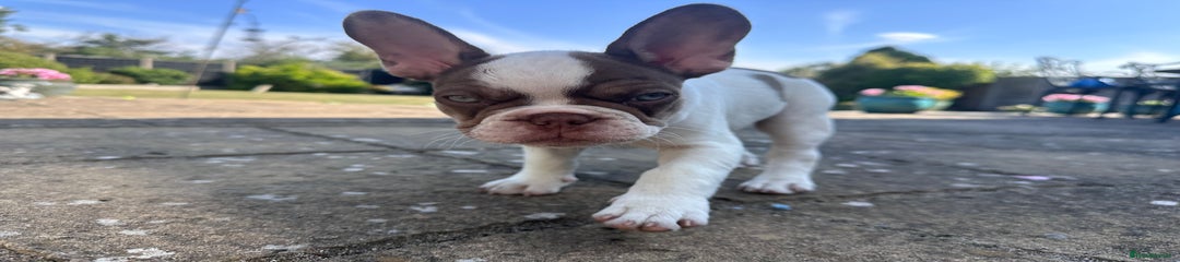 Mochi🤍🤎 AVAILABLE 
