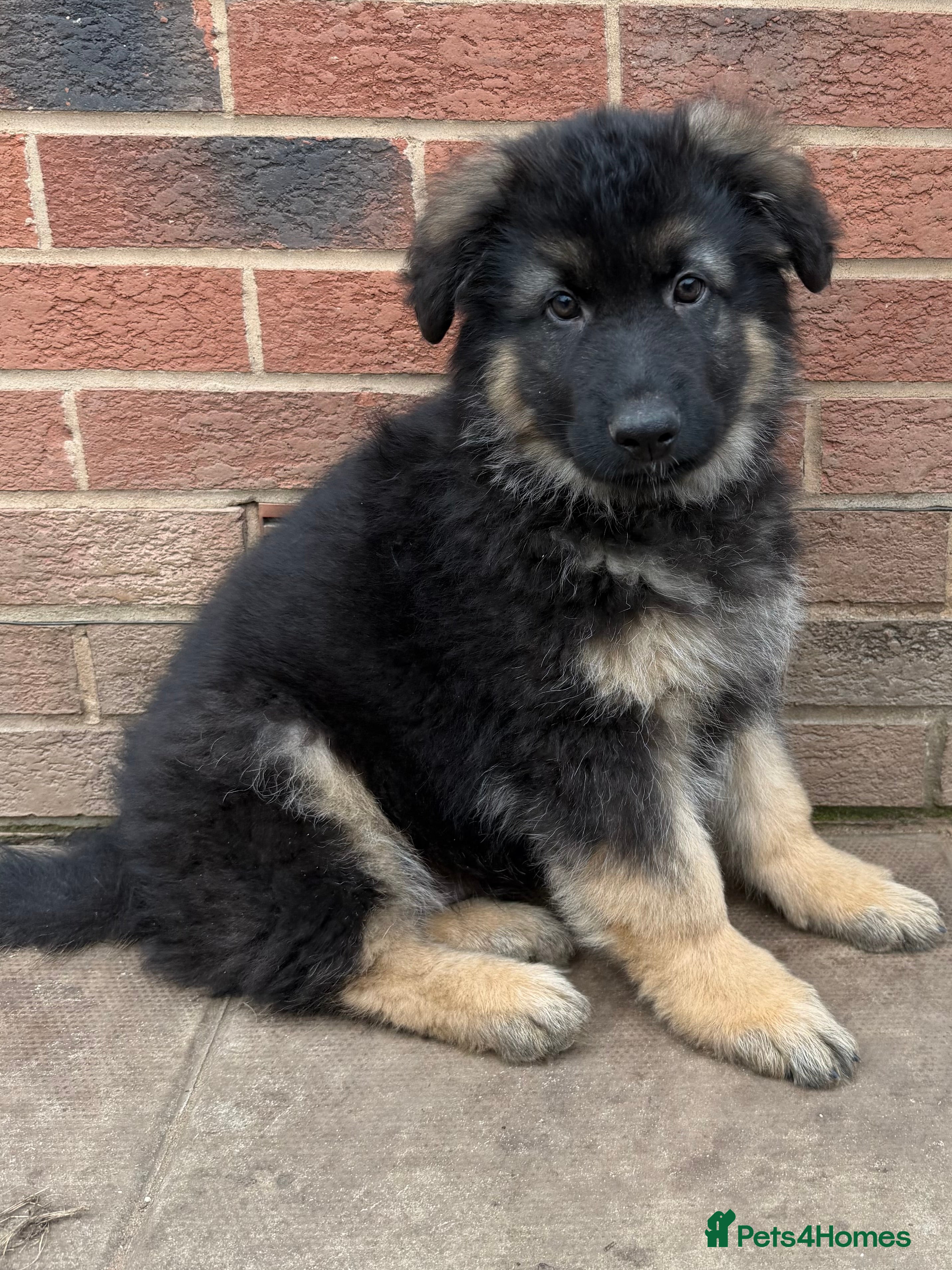 German Shepherd dogs Only 1 Boy Left – KC Reg Long Hair GSD - Advert 11