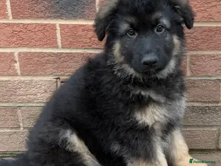 German Shepherd dogs Only 1 Boy Left – KC Reg Long Hair GSD - Advert 11