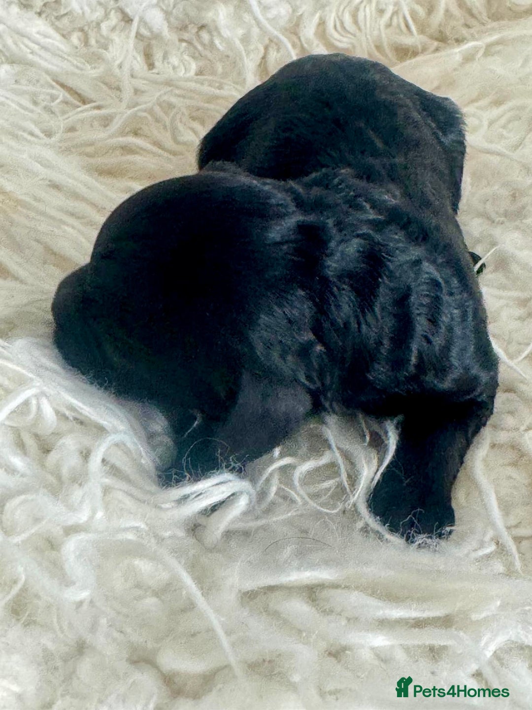 Cavapoo dogs for sale: F1 cavapoo babies  - Image 5