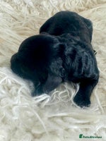 Cavapoo dogs - Advert 3