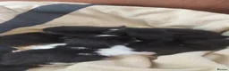 Mixed Breed cats for sale: Black and white kittens  in Norwich - Advert 2