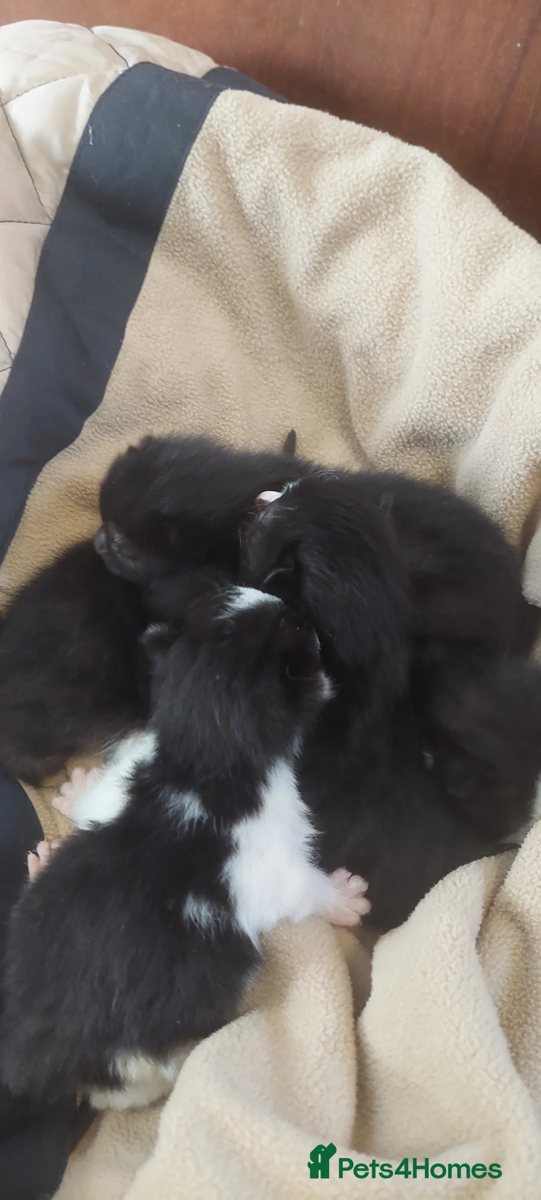 Mixed Breed cats for sale: Black and white kittens  in Norwich - Advert 2