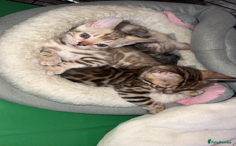 Bengal cats - Advert 1