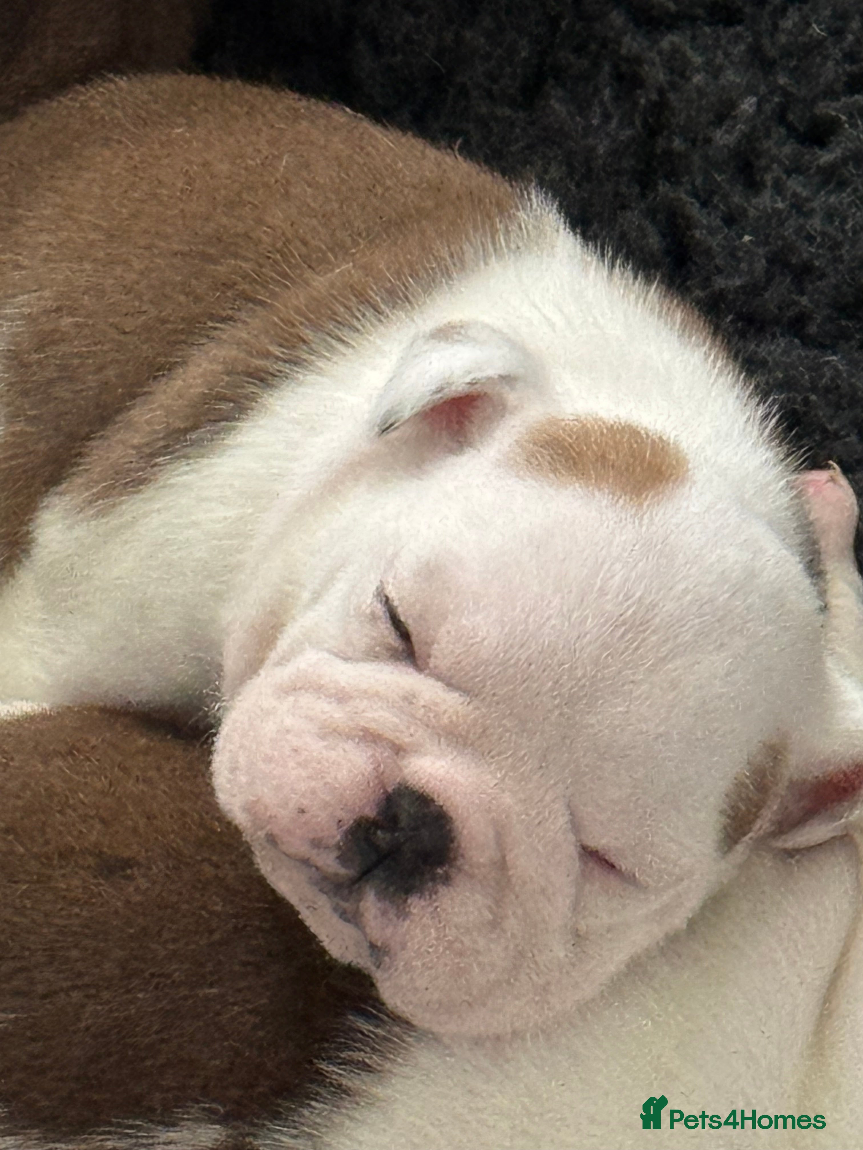 English Bulldog dogs KC REG Red and White Traditional  Bulldog Puppies  - Advert 4