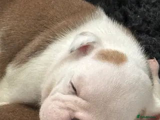 English Bulldog dogs KC REG Red and White Traditional Bulldog Puppies - Advert 4
