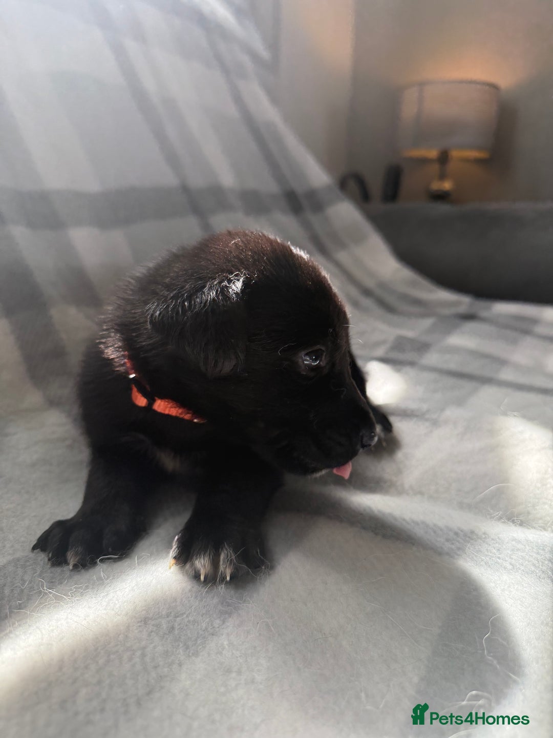 Mixed Breed dogs for sale: 10 RARE hybrid huskypoo’s!!! - Image 13