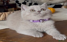 British Shorthair cats for sale: Beautiful Lilac BSH champion Line kittens - Image 18