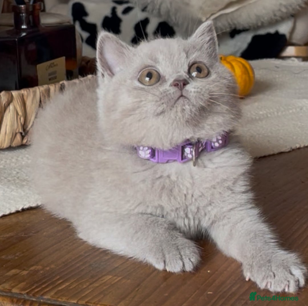 British Shorthair cats for sale: Beautiful Lilac BSH champion Line kittens - Image 18