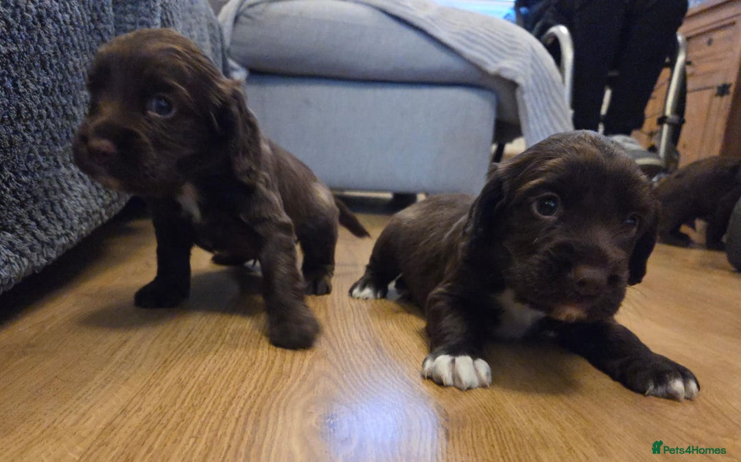 Sprocker dogs for sale: 6 beautiful Sprockers for sale - Image 11