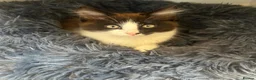Mixed Breed cats for sale: Adorable kitten for sale, ready now! - Advert 6