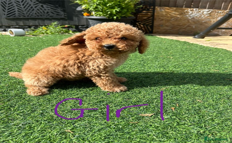 Miniature Poodle dogs - Advert 2