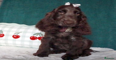 Cocker Spaniel dogs - Advert 13