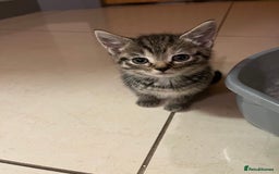 Mixed Breed cats for sale: Adorable mixed breed kittens  - Advert 20