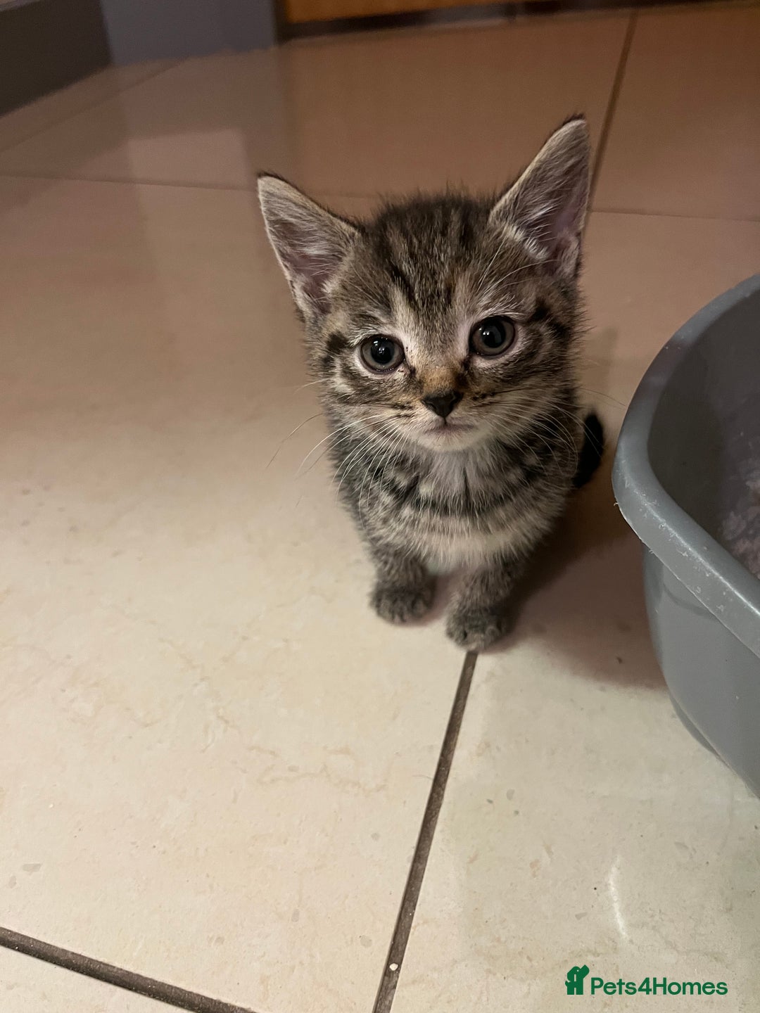 Mixed Breed cats for sale: Adorable mixed breed kittens  - Advert 20