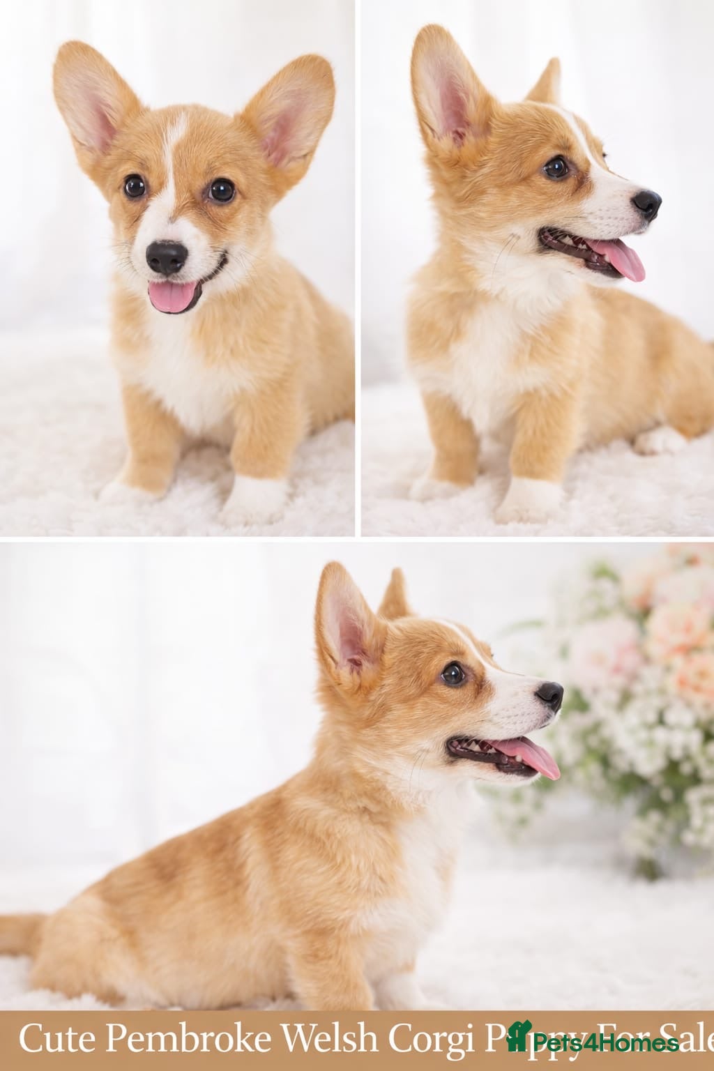 Welsh Corgi Pembroke dogs One beautiful girl looking for her forever home  - Advert 2