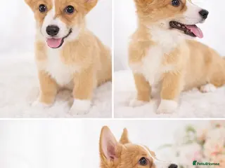 Welsh Corgi Pembroke dogs One beautiful girl looking for her forever home - Advert 2