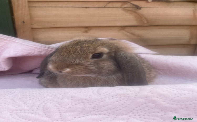 Mini Lop rabbits - Advert 8
