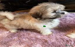 Lhasa Apso dogs for sale: Lhasa Apso Puppies 🐶  - Image 3