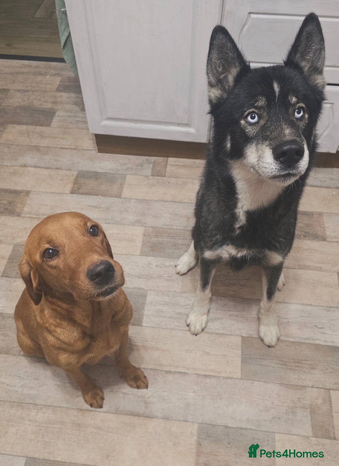 Mixed Breed dogs for sale: STUNNING RED FOX LABRADOR X SPECIAL SIBERIAN HUSKY - Advert 7