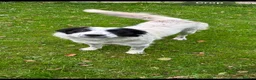 Border Collie dogs for sale: White & Brown Collie pups  - Advert 12