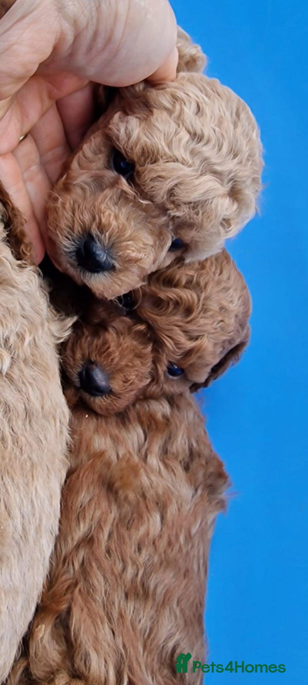 Cavachon dogs for sale: Cavapoochon Puppies Ready 19th September - Image 2