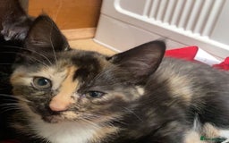 Mixed Breed cats for sale: Playful Kittens 🐾 (Please Read Description) - Image 22