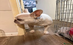 French Bulldog dogs for sale: Purebred French Bulldog – 2 Years Old (Female) - Image 11
