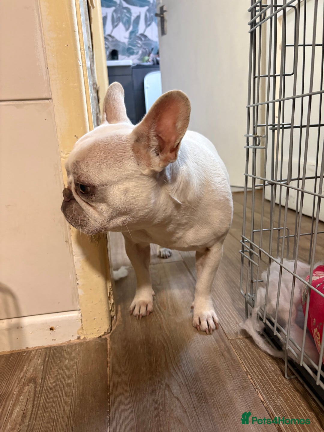 French Bulldog dogs for sale: Purebred French Bulldog – 2 Years Old (Female) - Image 11