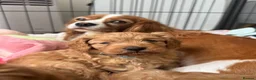Cavapoo dogs for sale: Extensively Health tested F1 Cavapoo🐾 puppies - Advert 14
