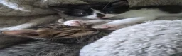 Mixed Breed cats for sale: Kittens - Advert 31