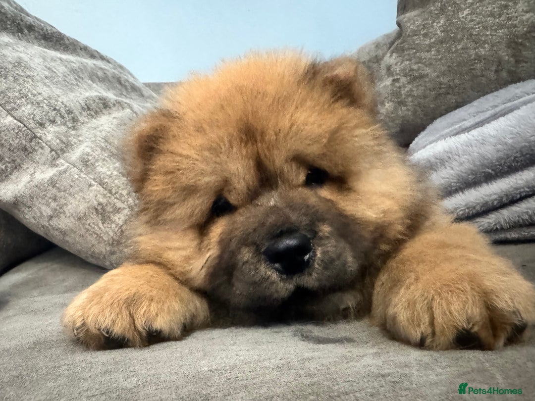 Chow Chow dogs for sale: 4 month old chow chow male  - Image 11