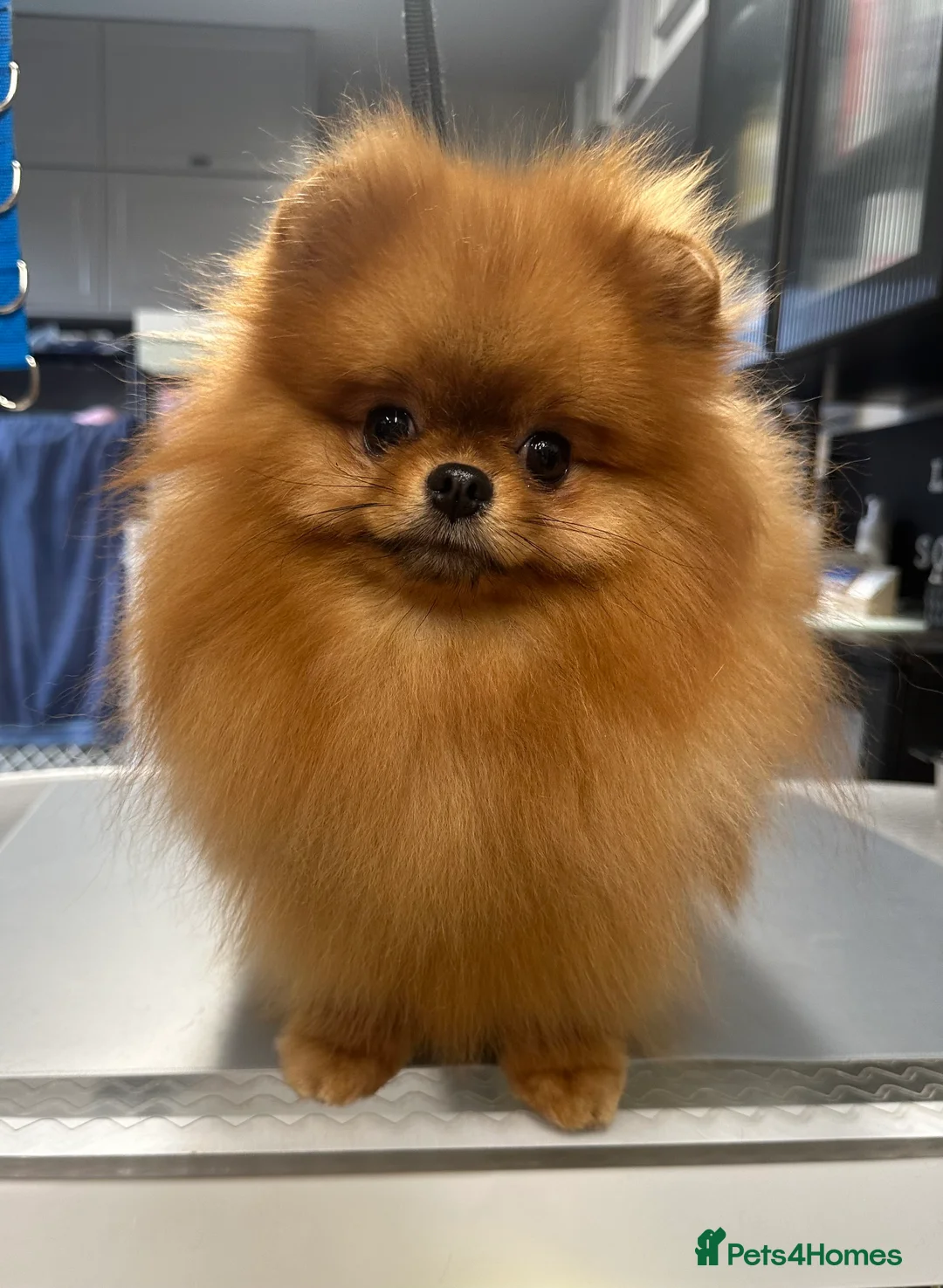 Pomeranian dogs for stud: Orange bear type boy for stud in Lanark - Advert 3