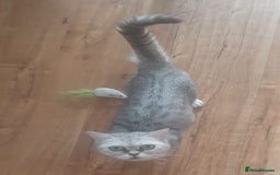 British Shorthair cats for sale: Pedigree British Shorthair  - Image 5