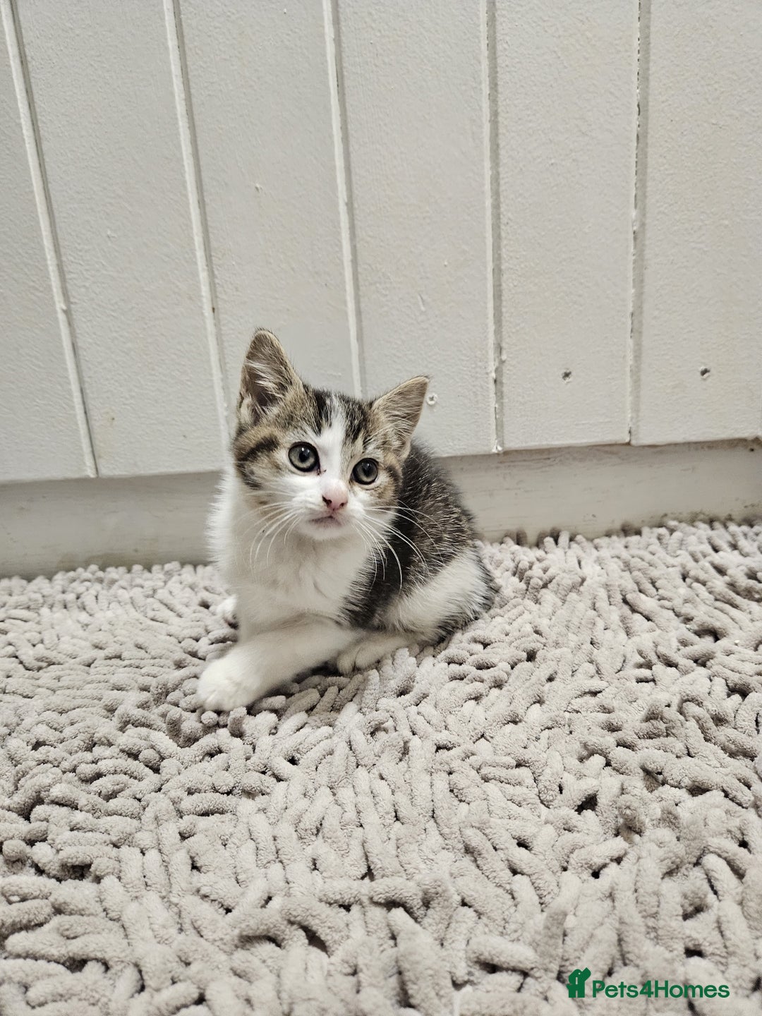 Mixed Breed cats for sale: Ragdoll x kittens - Advert 3