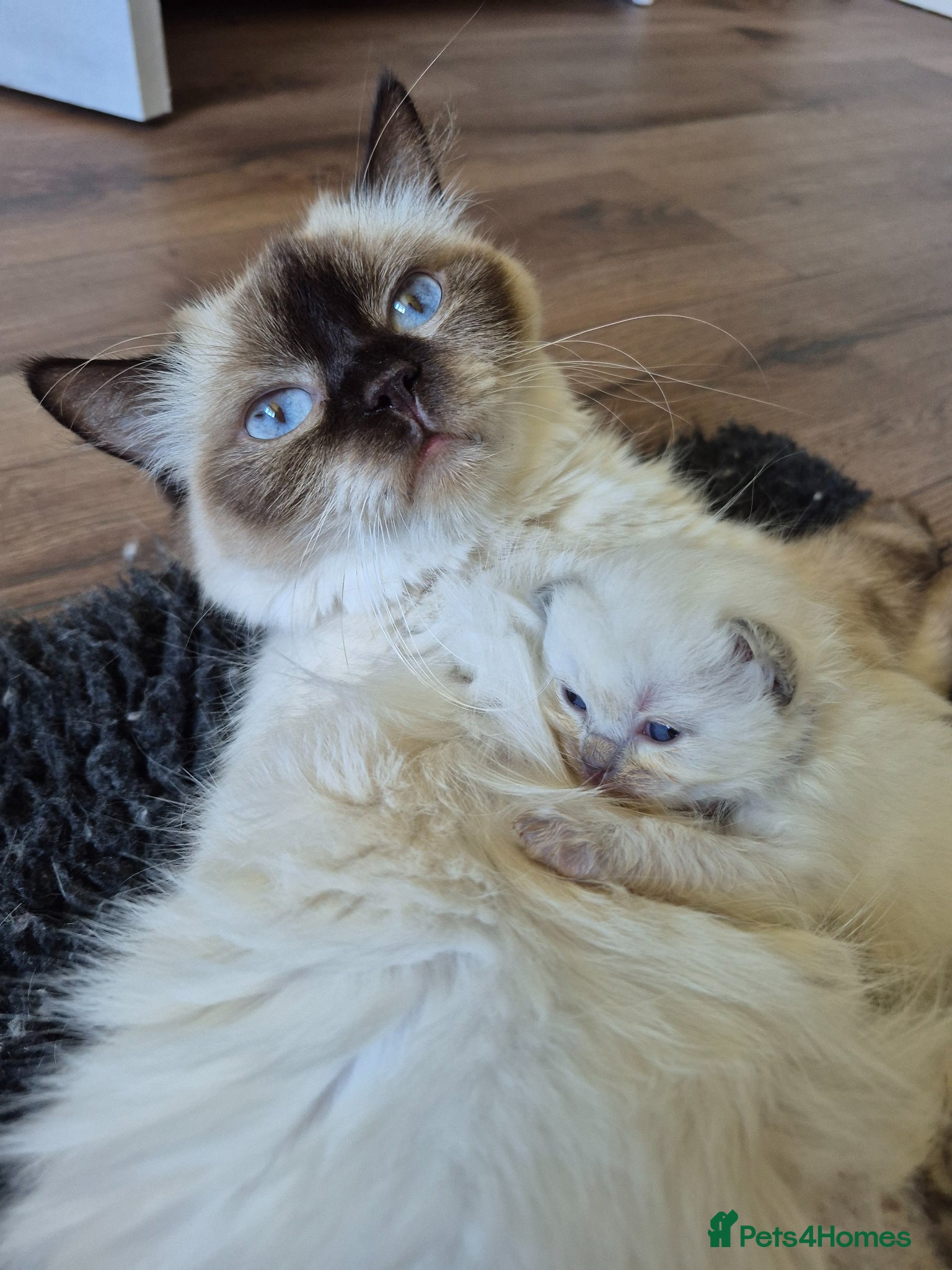 Ragdoll cats Chocolate point and blue point ragdoll kittens - Advert 11