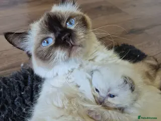 Ragdoll cats Chocolate point and blue point ragdoll kittens - Advert 11