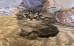 Siberian cats for sale: Siberian cross kitten - Image 4