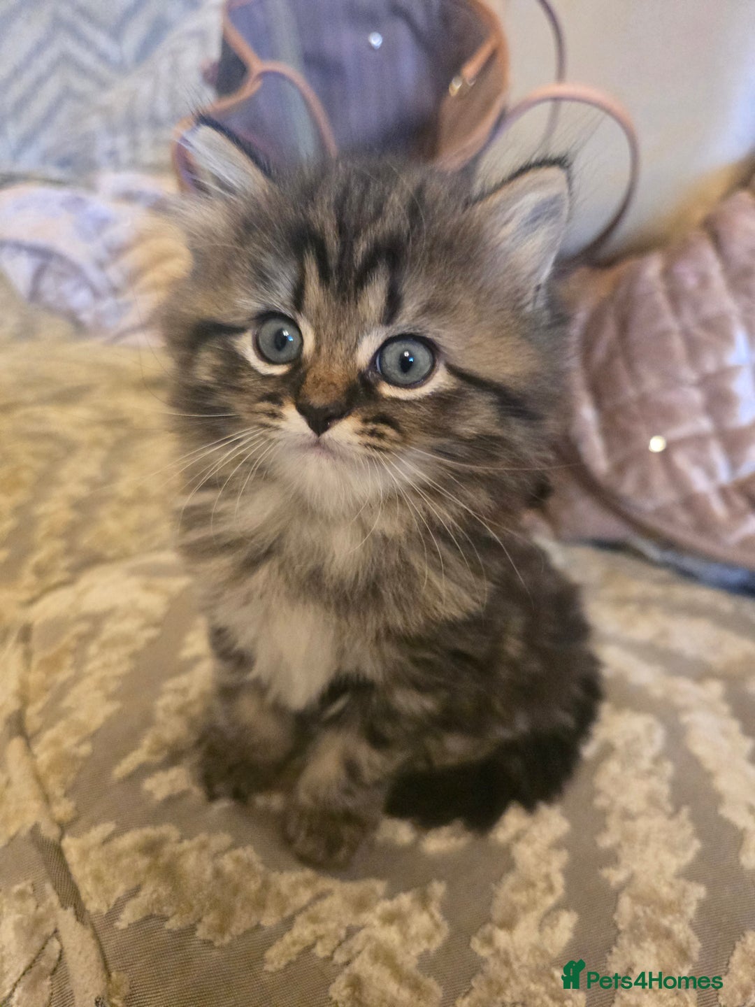 Siberian cats for sale: Siberian cross kitten - Image 4