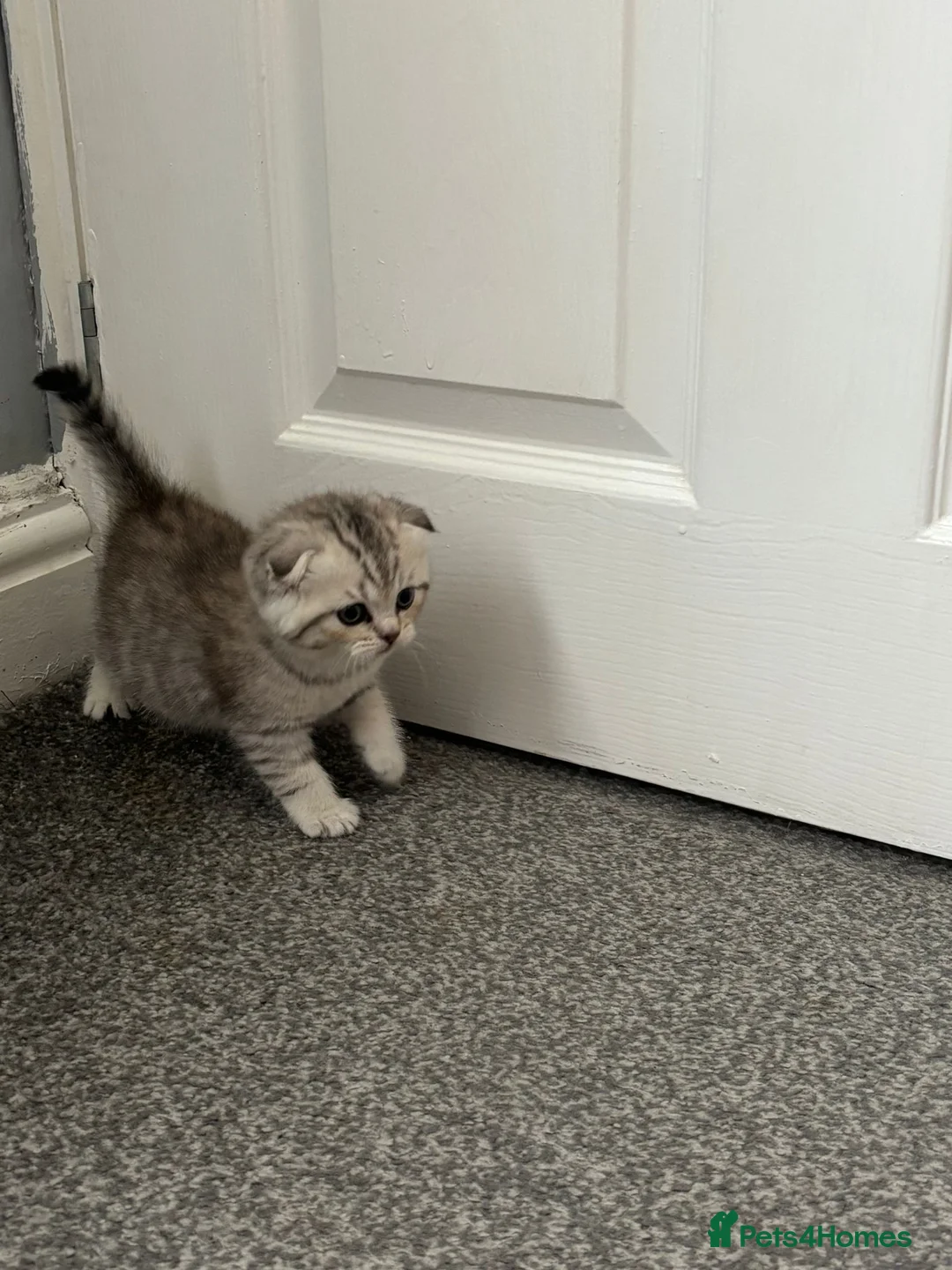 Scottish Fold cats for sale: Scottish Fold kittens - Advert 6