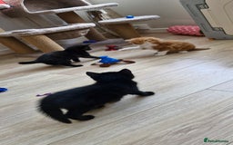 Mixed Breed cats for sale: Adorable kittens  - Image 27