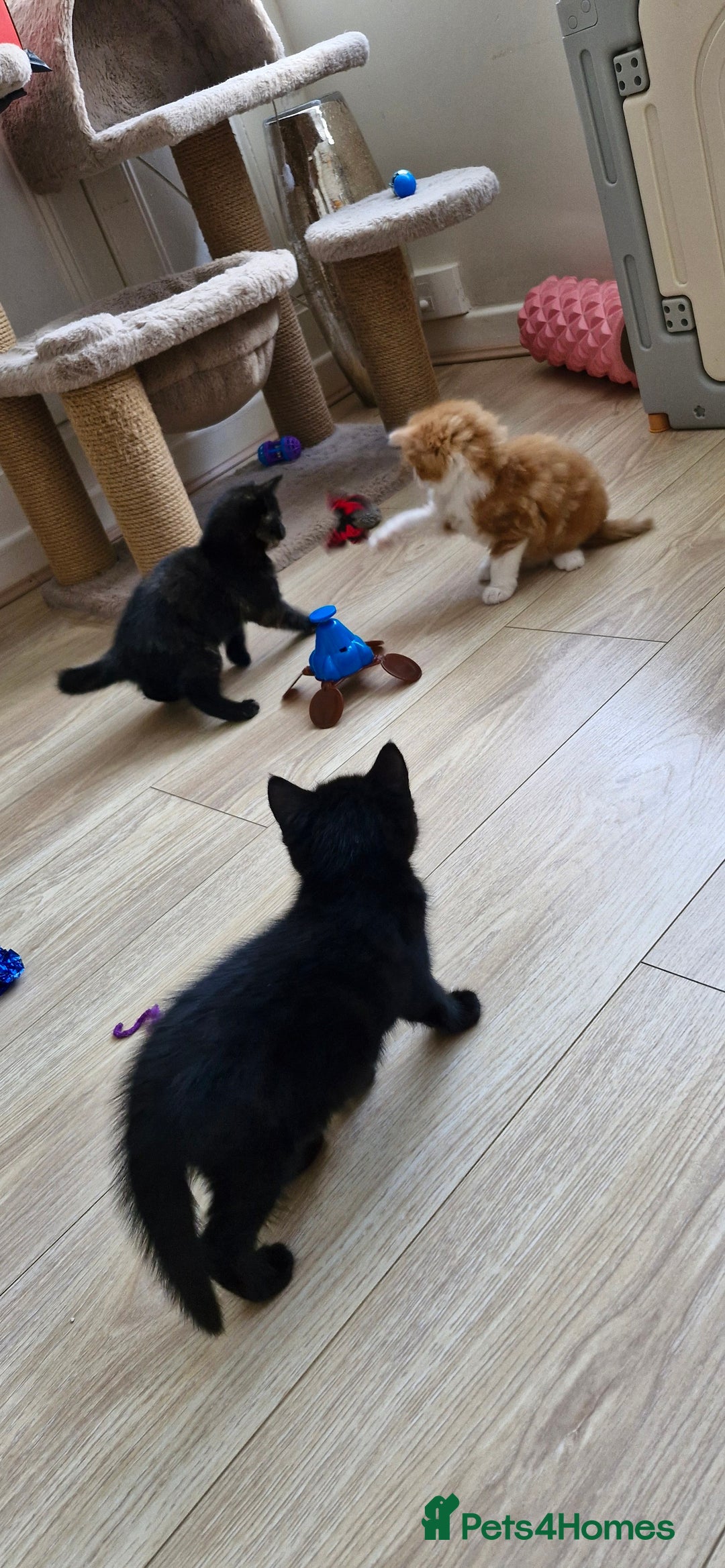 Mixed Breed cats for sale: Adorable kittens  - Image 27