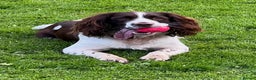 English Springer Spaniel dogs for sale: KC English Springer Spaniel Puppies - Advert 9
