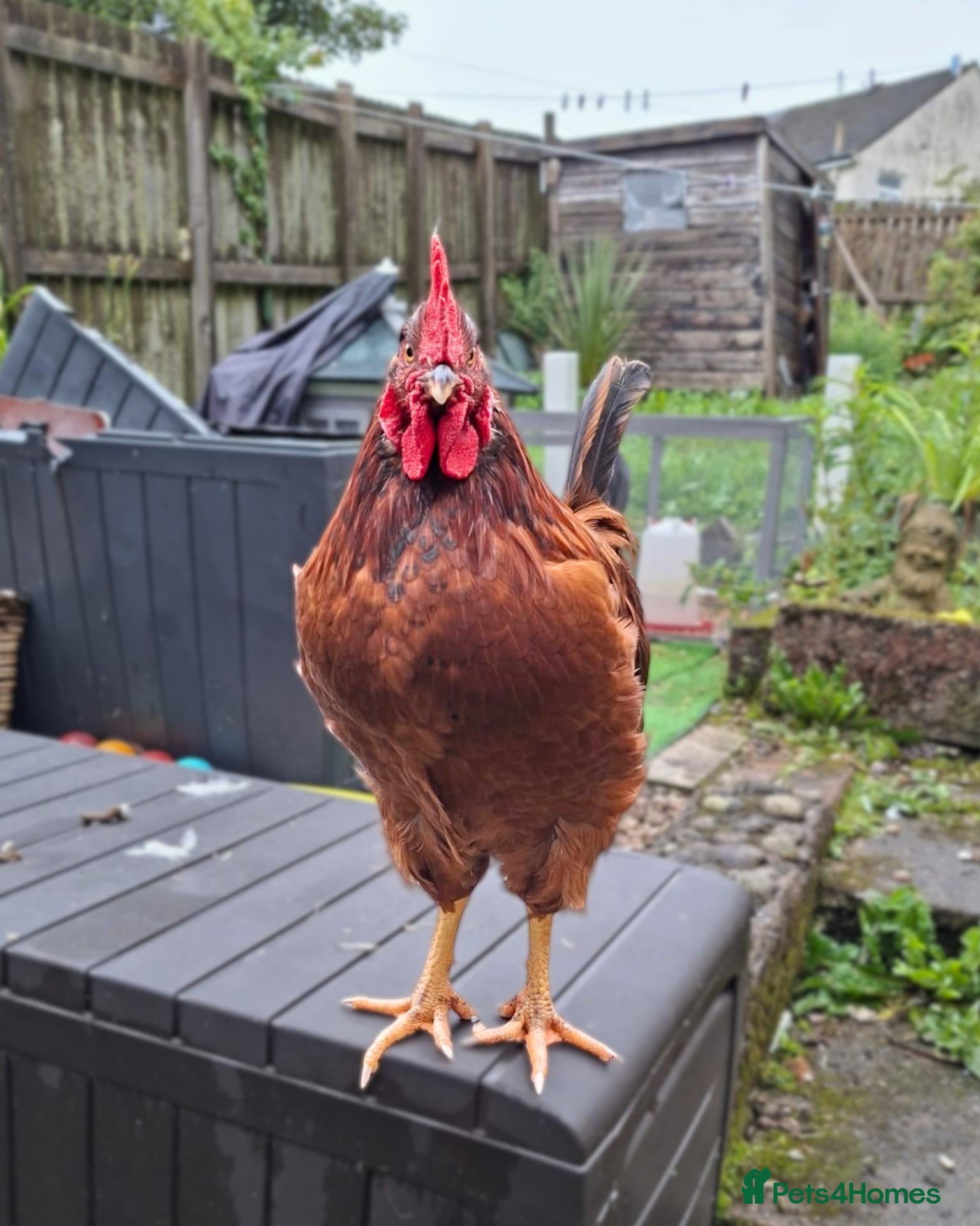 Chickens poultry Rooster Adoption - Looking for his Bachelor Flock - Advert 18