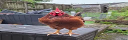 Chickens poultry for sale: Rooster Adoption - Looking for his Bachelor Flock - Advert 1