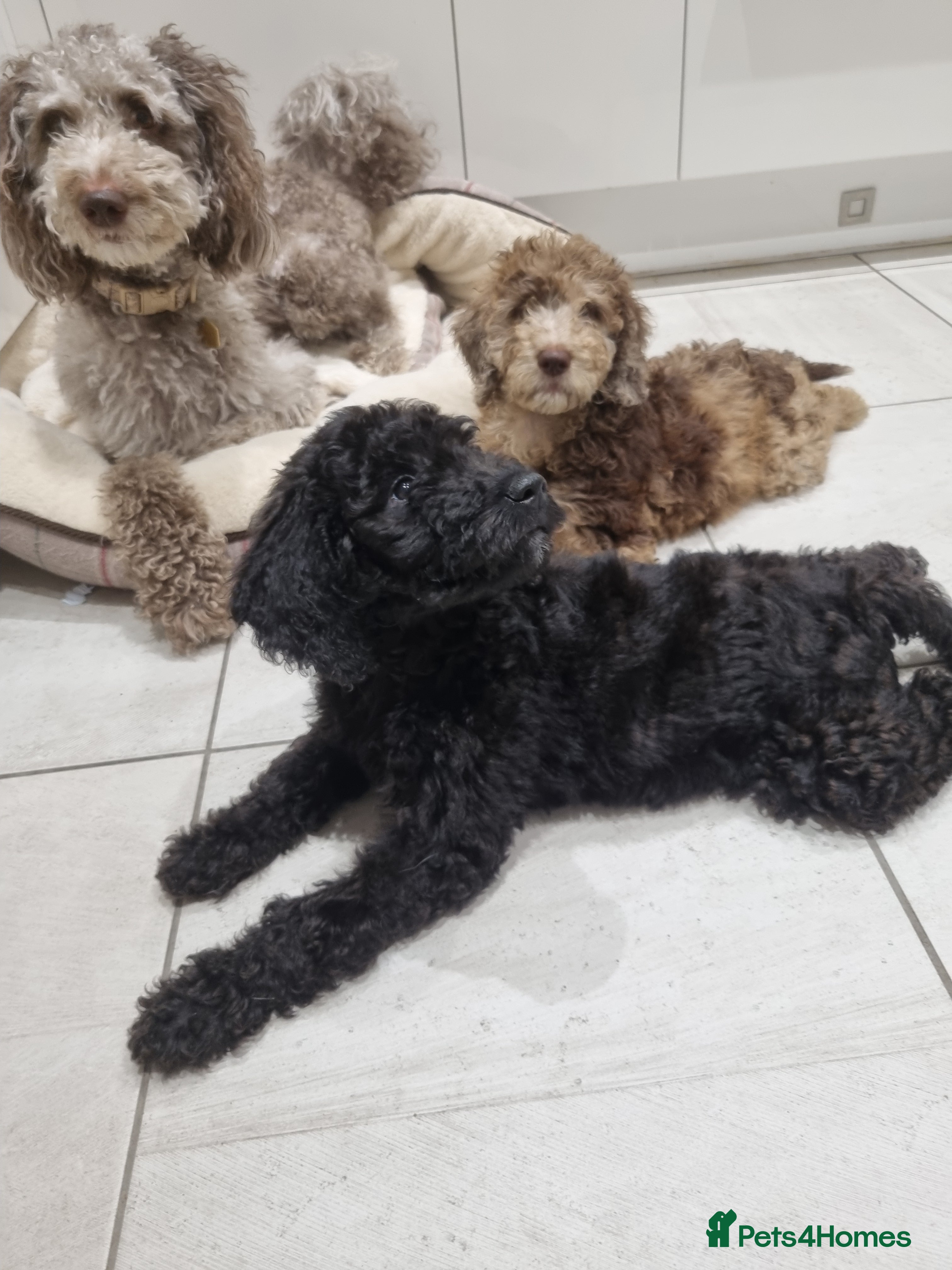 Mixed Breed dogs Goldendoodle x Irishdoodle puppies - Advert 5