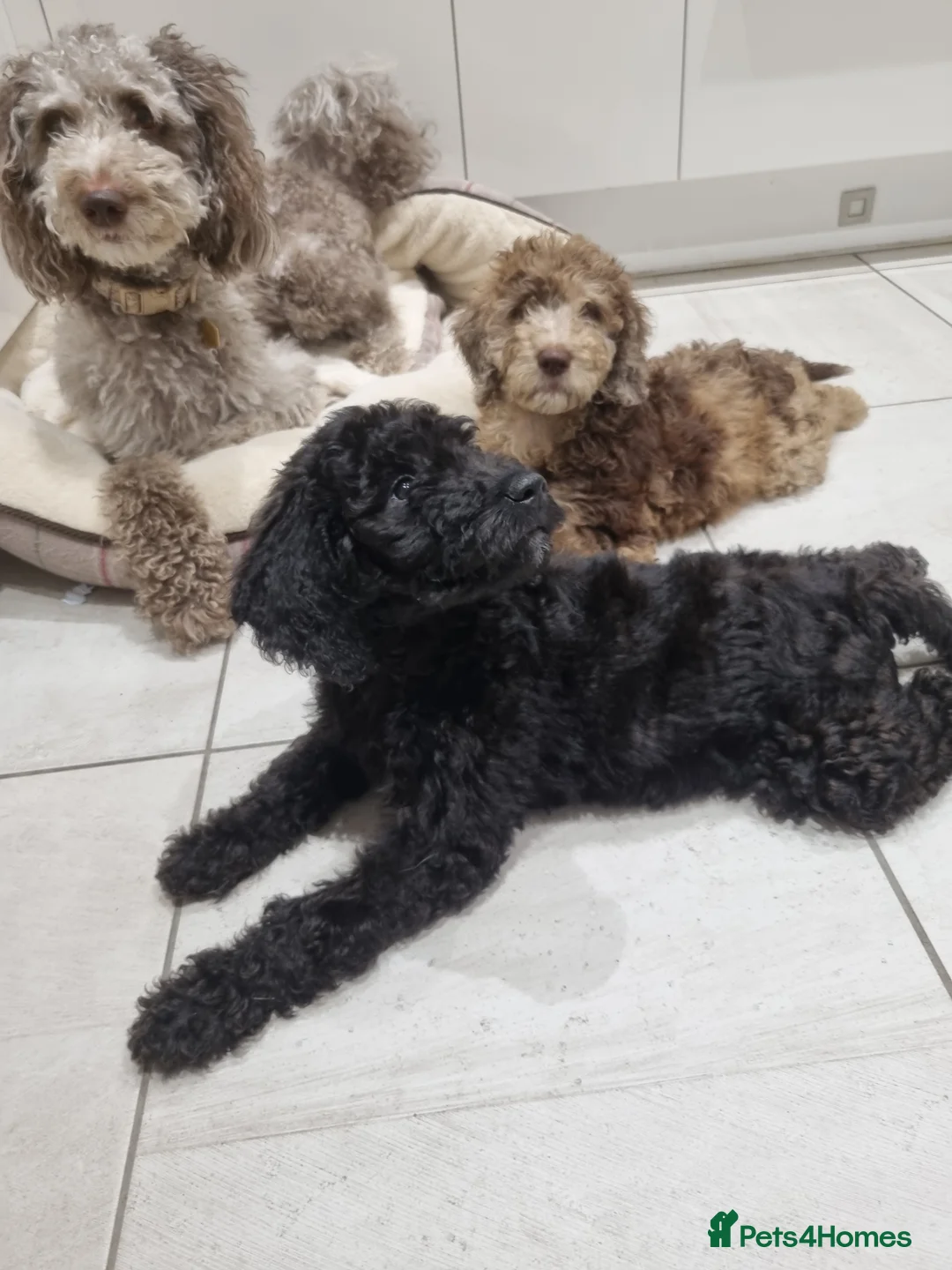 Mixed Breed dogs for sale: Goldendoodle x Irishdoodle puppies - Advert 1